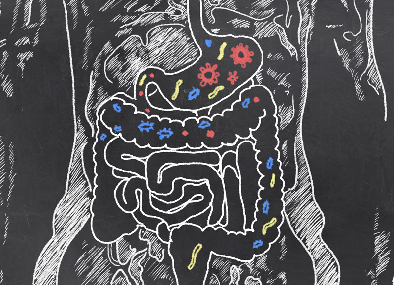 A black board drawing of a persons gut